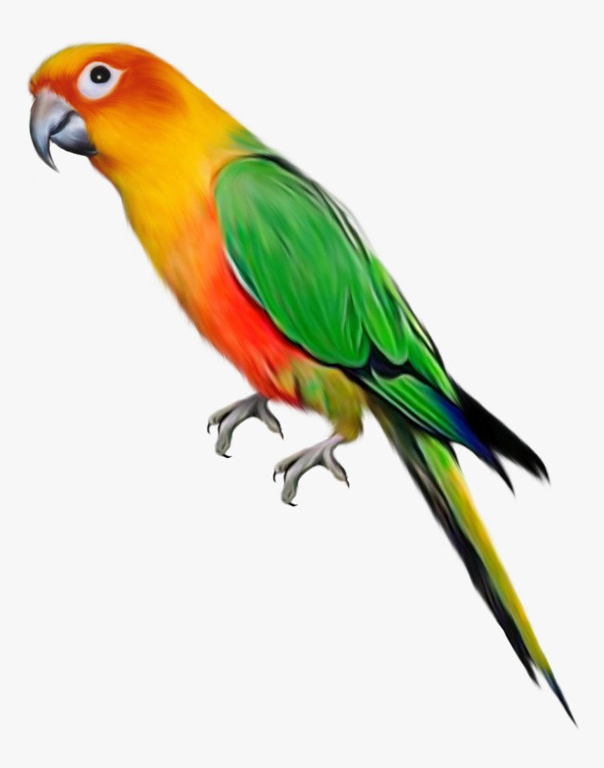 Parrot Transparent Background, HD Png Download