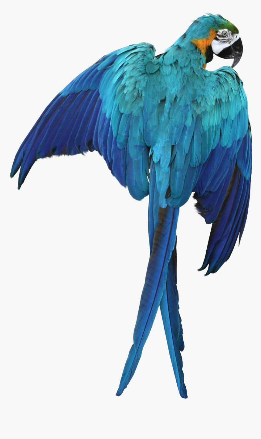 Macaw Parrot Transparent Image Bird Graphic - Blue Macaw Png, Png Download