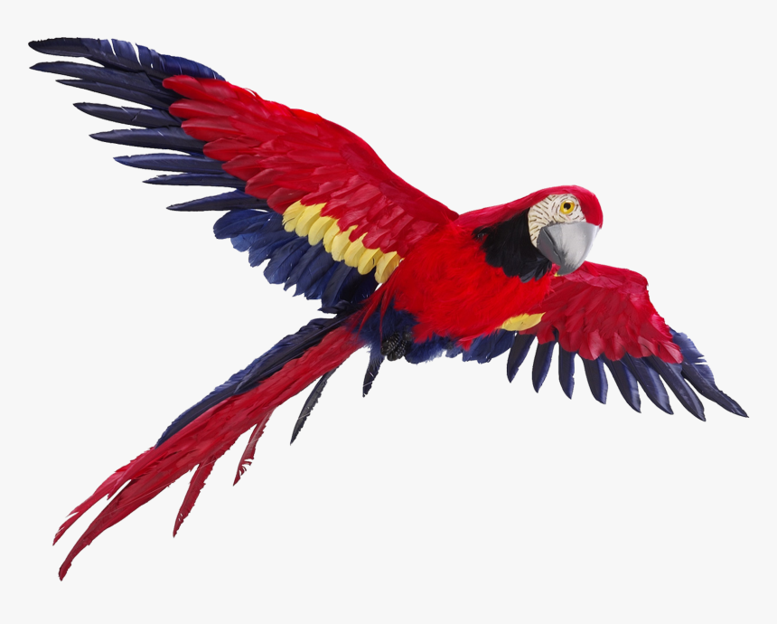 Transparent Background Parrot Flying Png, Png Download