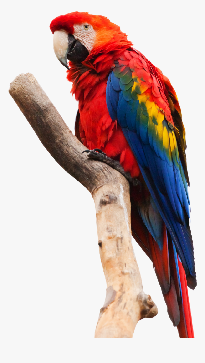 Scarlet Macaw White Background, HD Png Download