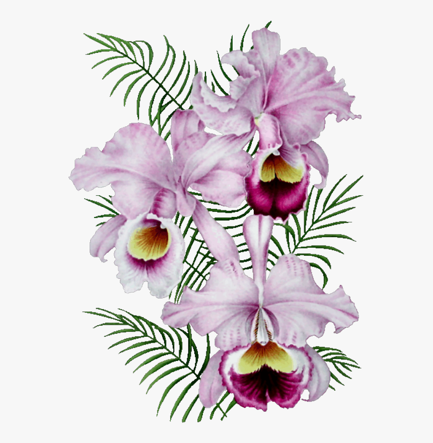 Orchidée Gif, HD Png Download