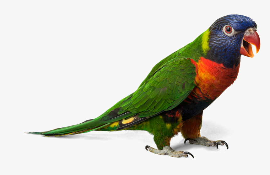 Parrot Png, Transparent Png