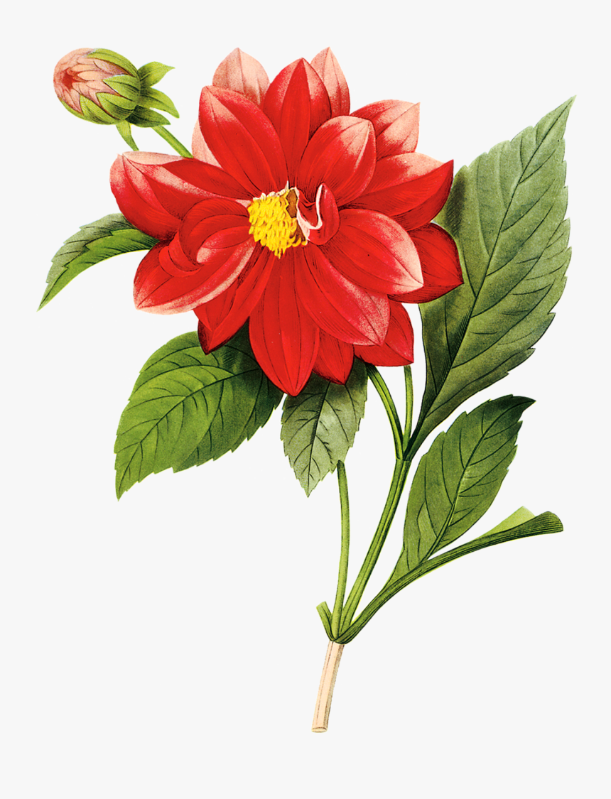 Transparent Flores Vintage Png - Vintage Dahlia Print, Png Download