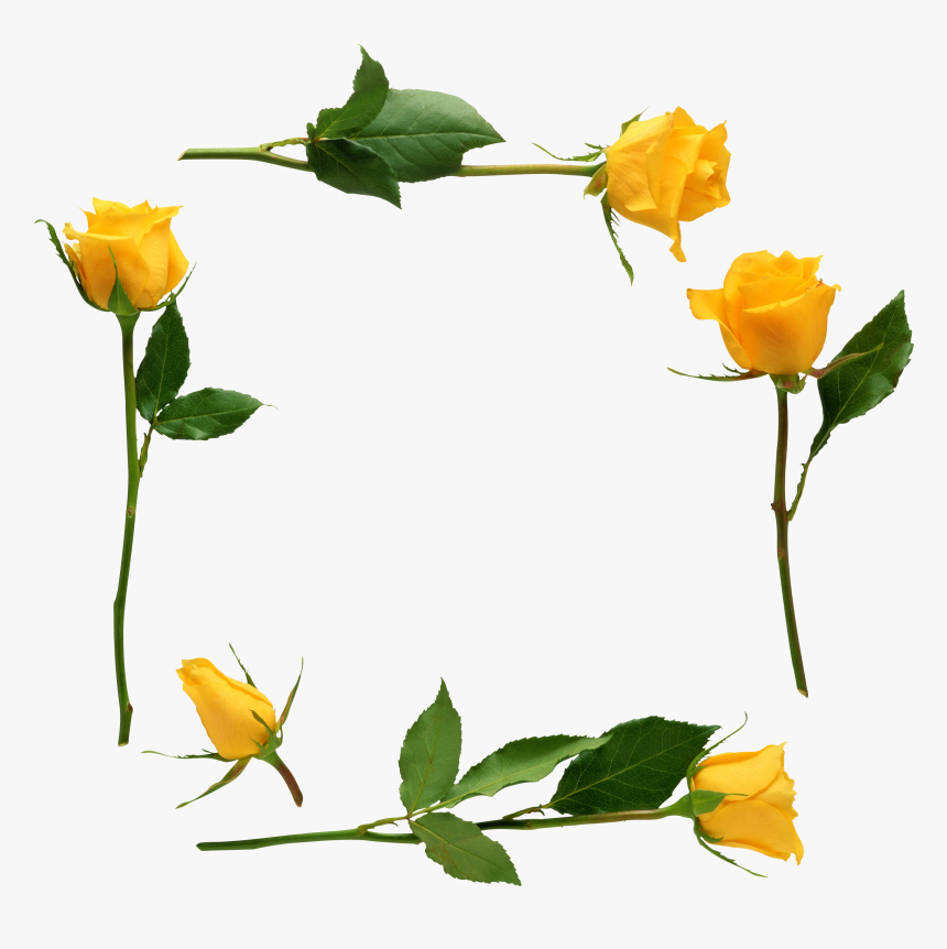 Para Adornar Marcos Photoscape Photoshop Y Gimp Flores - Yellow Stem Rose Png, Transparent Png