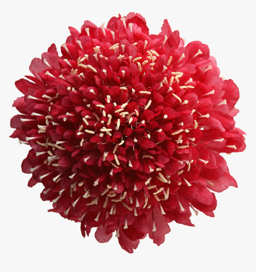 Flower, HD Png Download