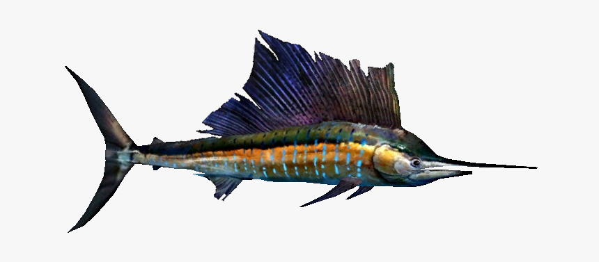 Atlantic Sailfish, HD Png Download