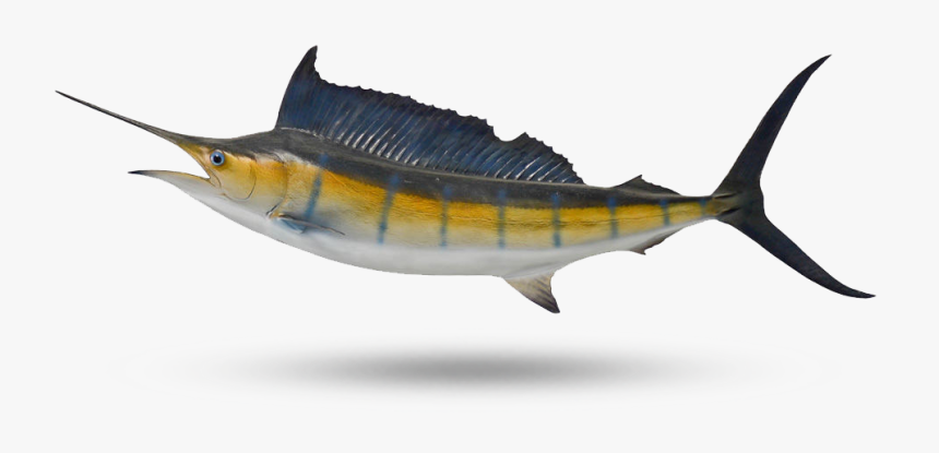 Sailfish - Atlantic Blue Marlin, HD Png Download