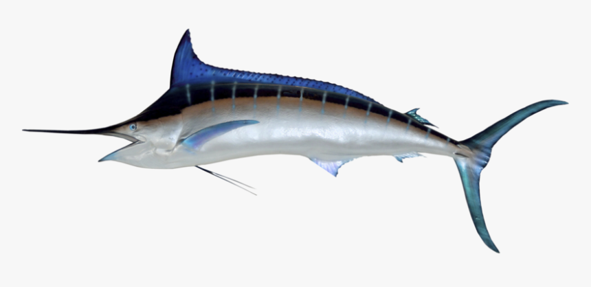 Marlin - Fastest Fish In The World 2018, HD Png Download , Transparent