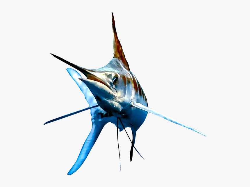 Predominantly Found Off Rompin, Congregating In Big - Atlantic Blue Marlin, HD Png Download