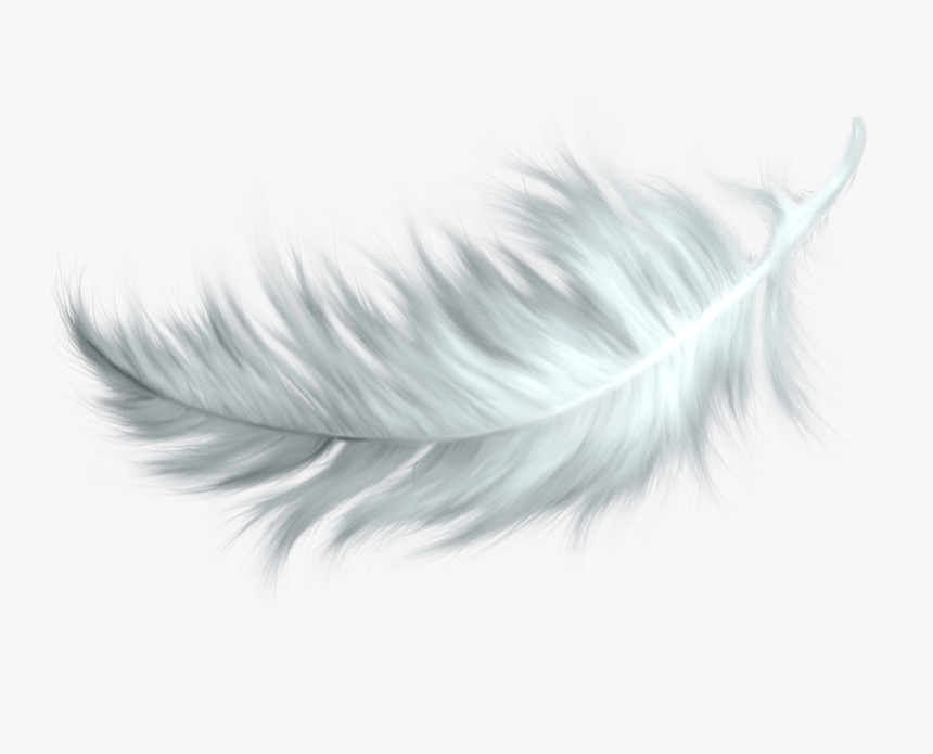 White Feather Transparent Png - Bird Feather Png, Png Download