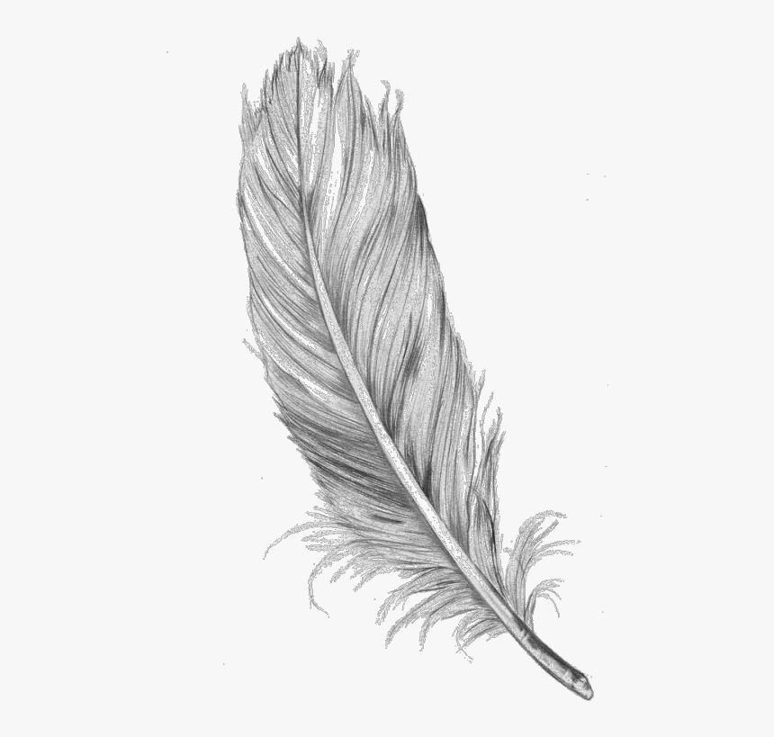 Transparent Tumblr Arrow Png - Feather Sketch, Png Download