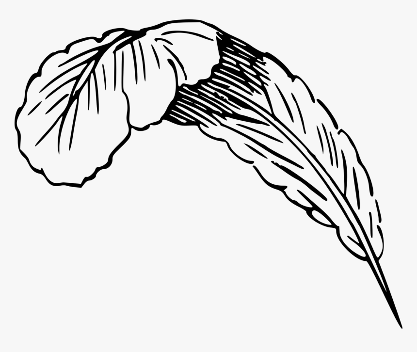 Line Art Download Coloring - Feder Clipart, HD Png Download