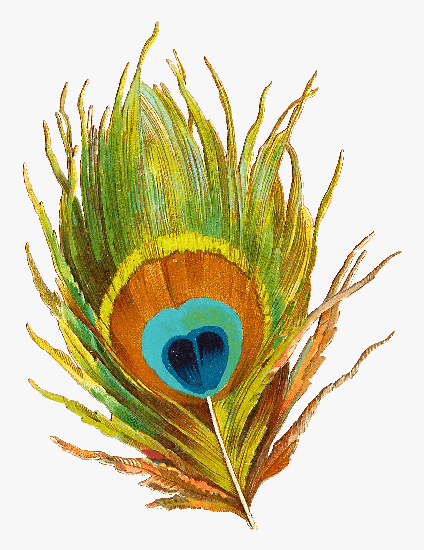 Fluted Clipart Peacock Feather Clip Art - Shri Krishna Peacock Feather, HD Png Download