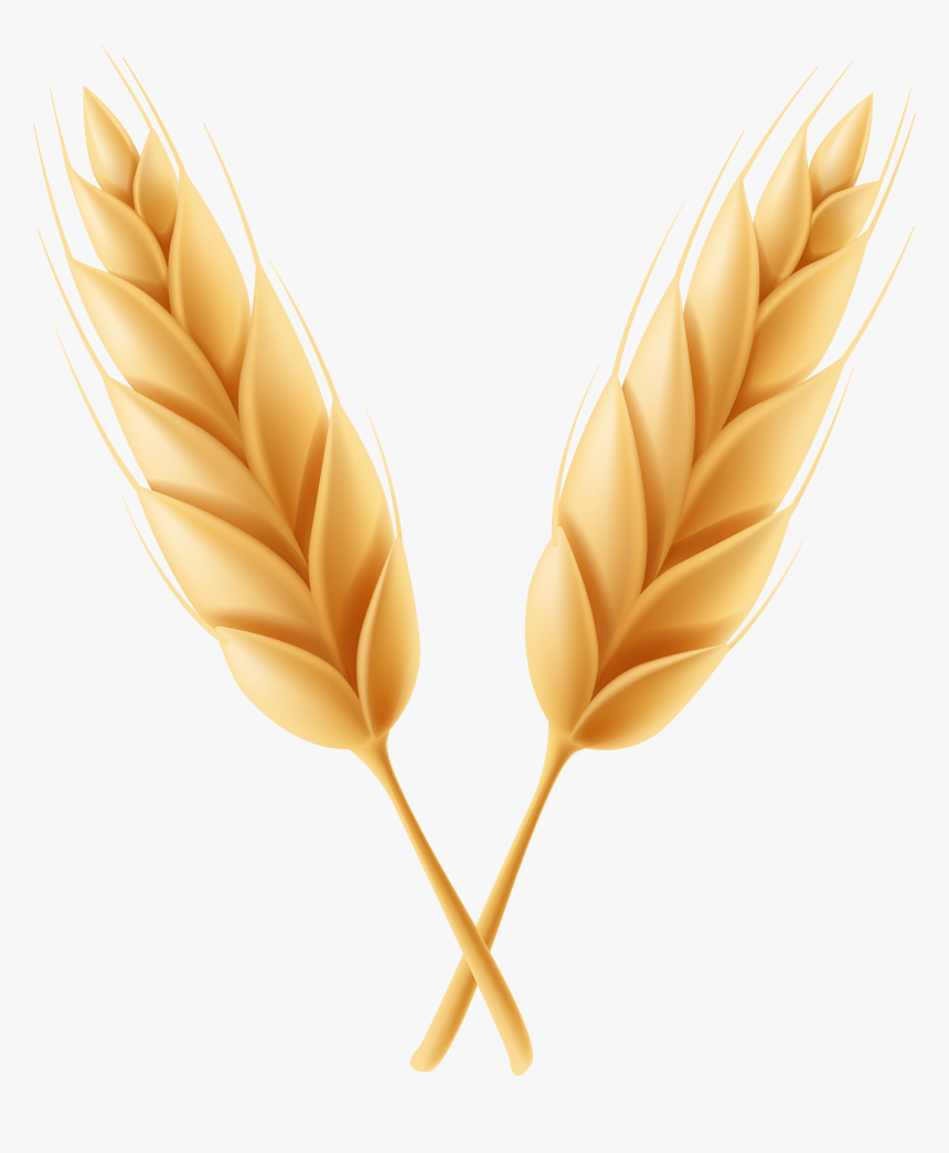 Wheat Clipart Feather High Resolution Frames Illustrations, HD Png Download