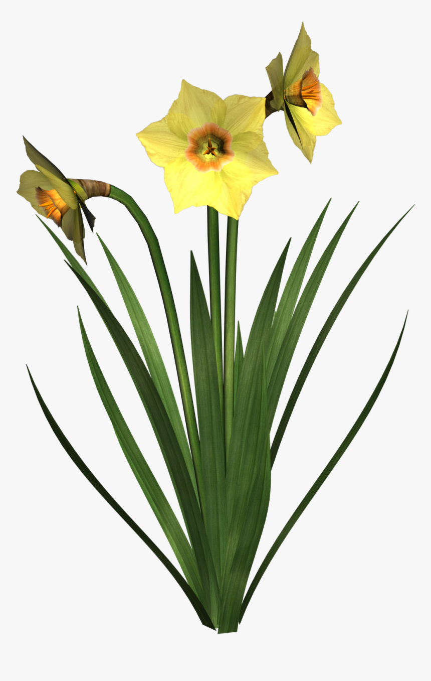Daffodils Free Png Image - Dafodile Png, Transparent Png