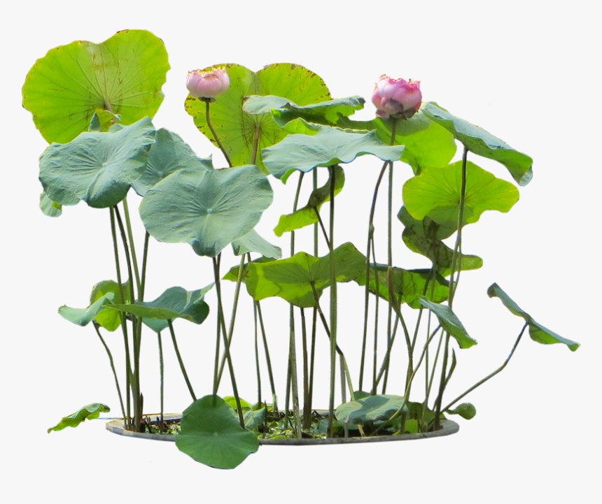 Water Plant Png - Nelumbo Nucifera Png, Transparent Png
