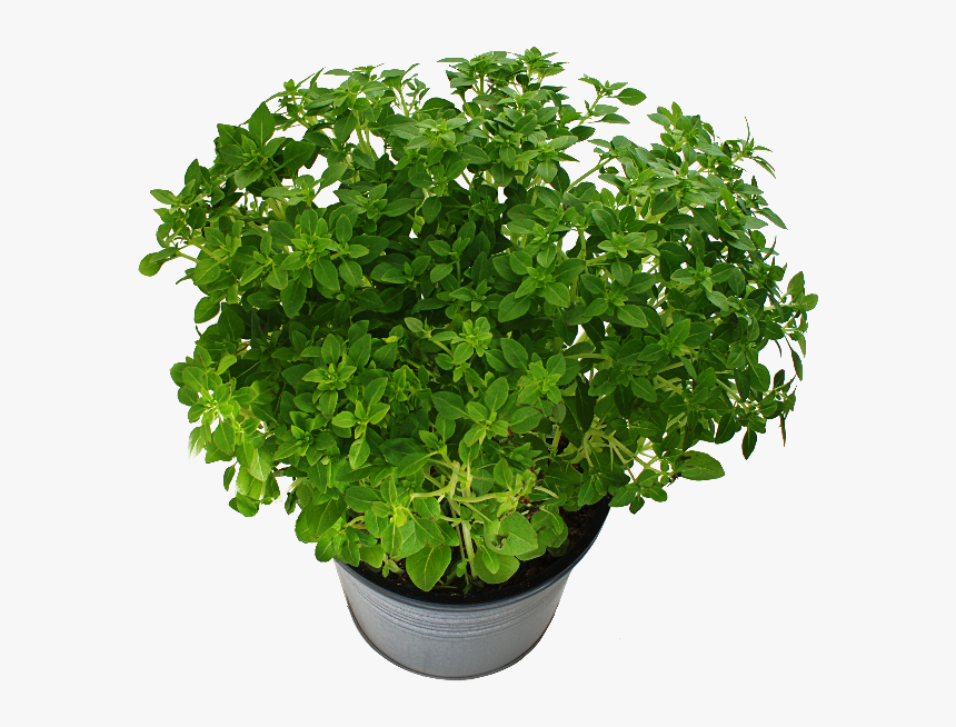 Potted Plant With Green Leaves Png Free - Trees From Above Photoshop, Transparent Png