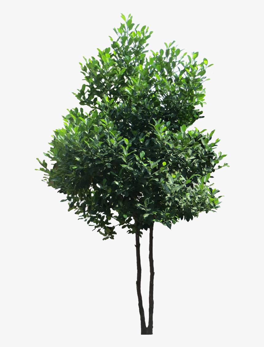 Transparent Evergreen Tree Png - High Resolution Tree Png, Png Download