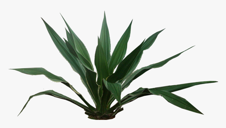 Transparent Yucca Plant Png - Tropical Plants Png, Png Download