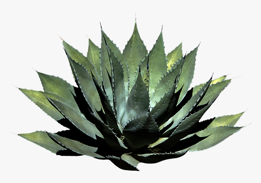 Houseplant - Png Format Tropical Plant Png, Transparent Png