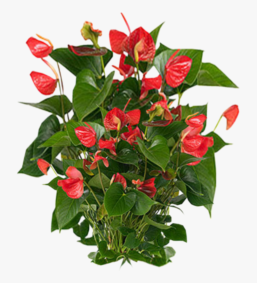 Plants Png Photos Vector, Clipart, Psd - Cây Hồng Môn Đỏ, Transparent Png