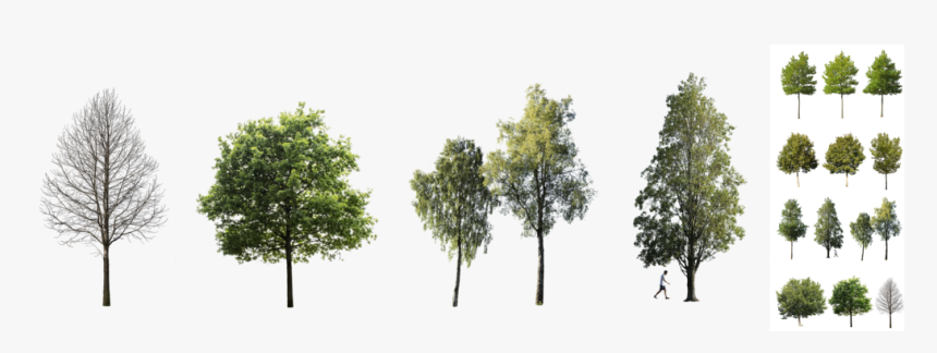 Tree Png, Transparent Png
