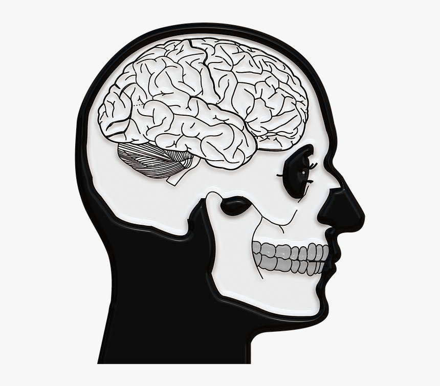 Totenkopf, Schädel, Totenschädel, Gehirn, Windungen, HD Png Download