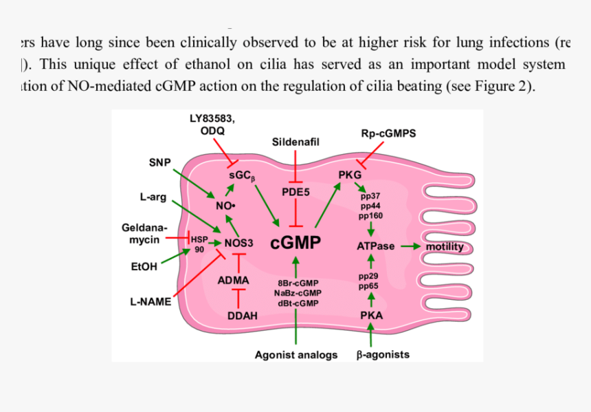Schematic Of Cgmp Action In Cilia Motility, HD Png Download