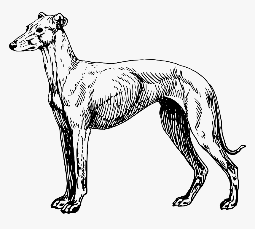 Greyhound Lines Greyhound Adoption Clip Art, HD Png Download