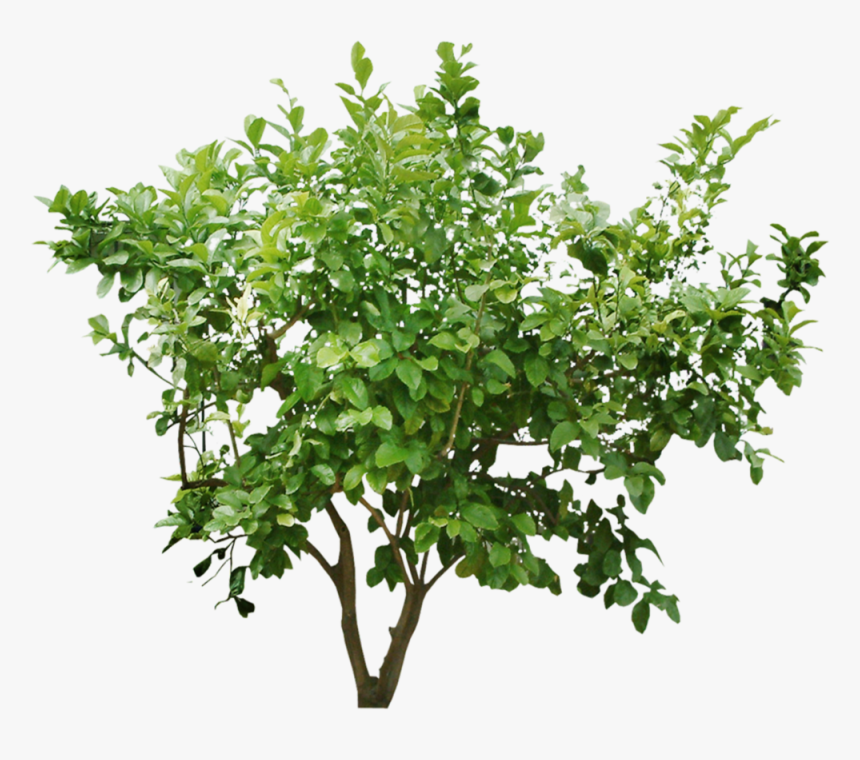 Tree Bush Png , Png Download - Bush Cut Out Png, Transparent Png