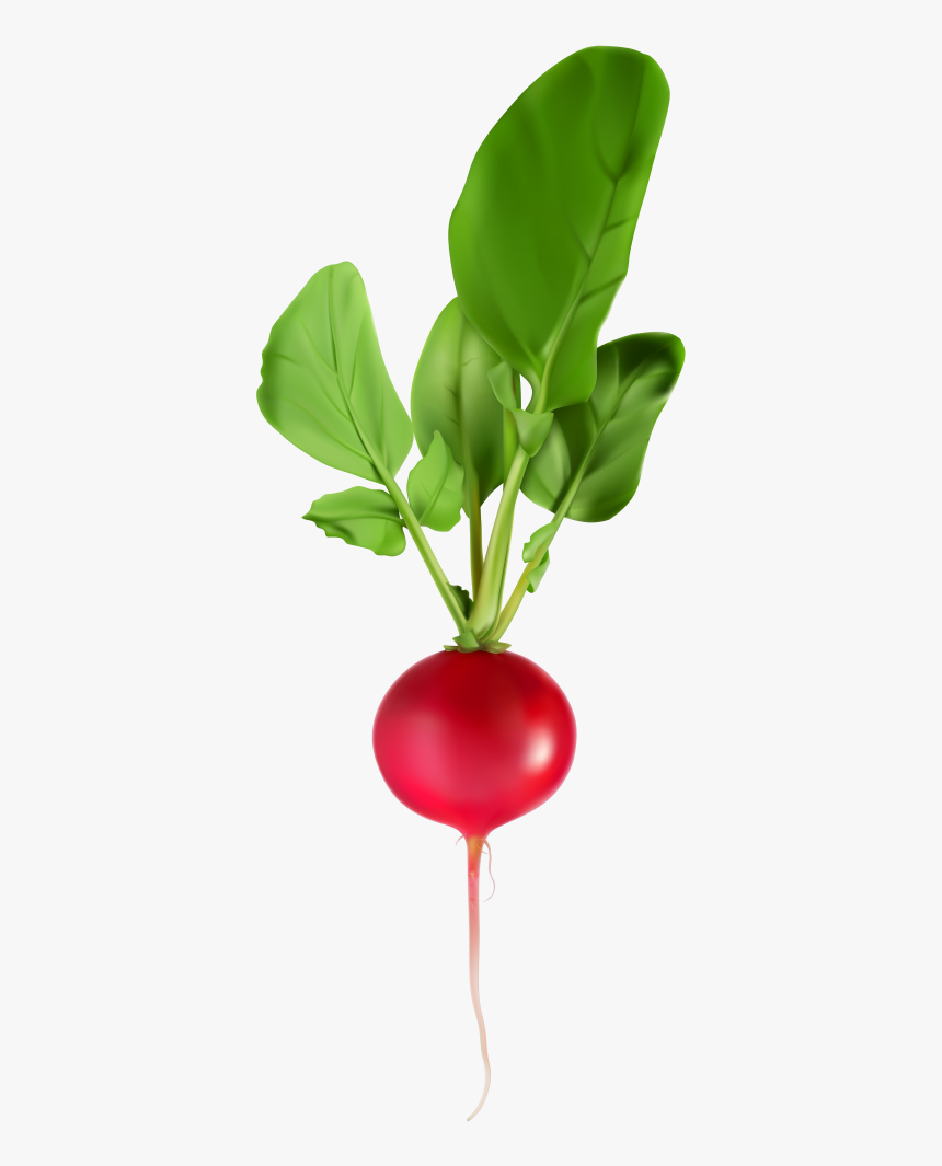 Radish Png Clip Art Image - Radish Png, Transparent Png