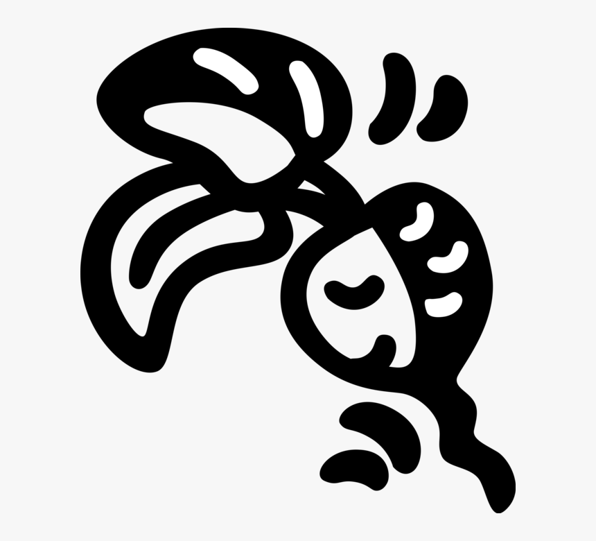 Vector Illustration Of Crisp, Pungent Edible Root Vegetable, HD Png Download