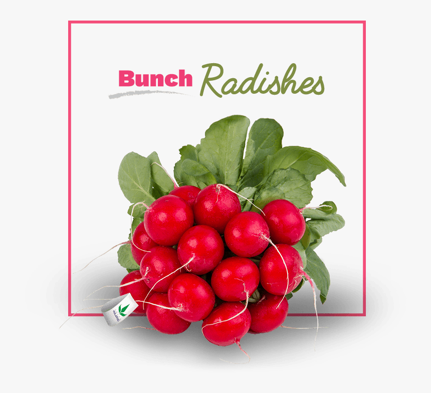 Radish, HD Png Download