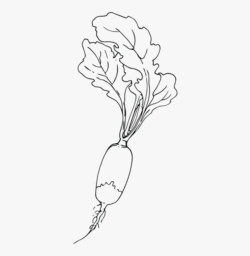 Lady Tulip, HD Png Download