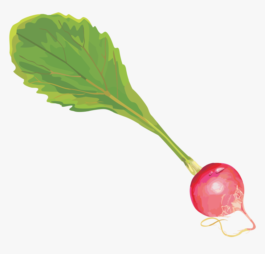 Редис Клипарт - Radish, HD Png Download