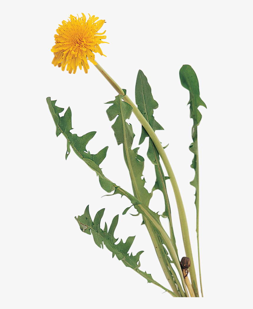 Radishes Png, Transparent Png