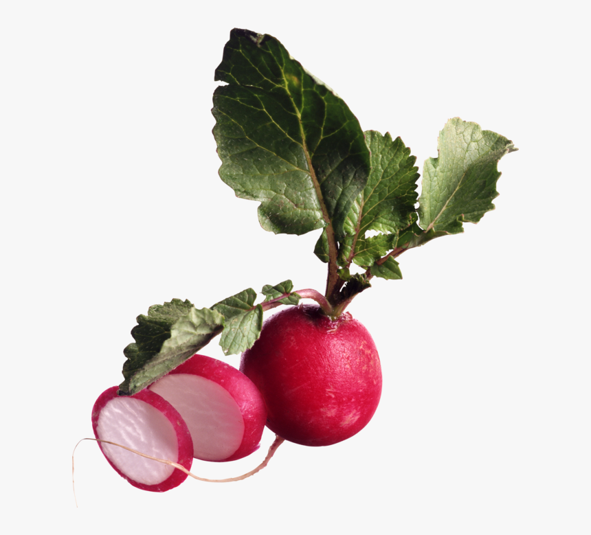 British Radish, HD Png Download