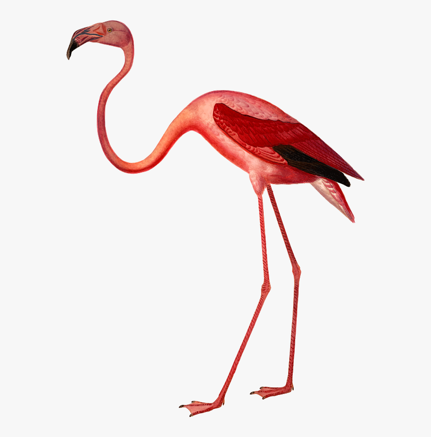 Flamingo Botanical Illustration, HD Png Download
