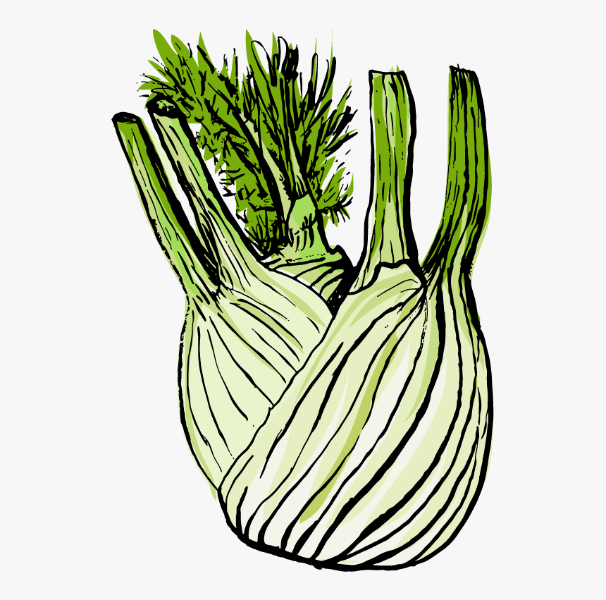 Leek Clipart , Png Download - Fennel Clipart, Transparent Png