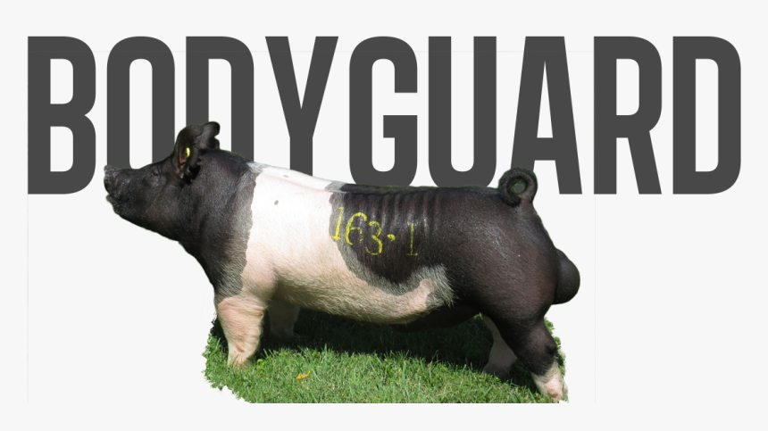 Pig Border Patrol, HD Png Download