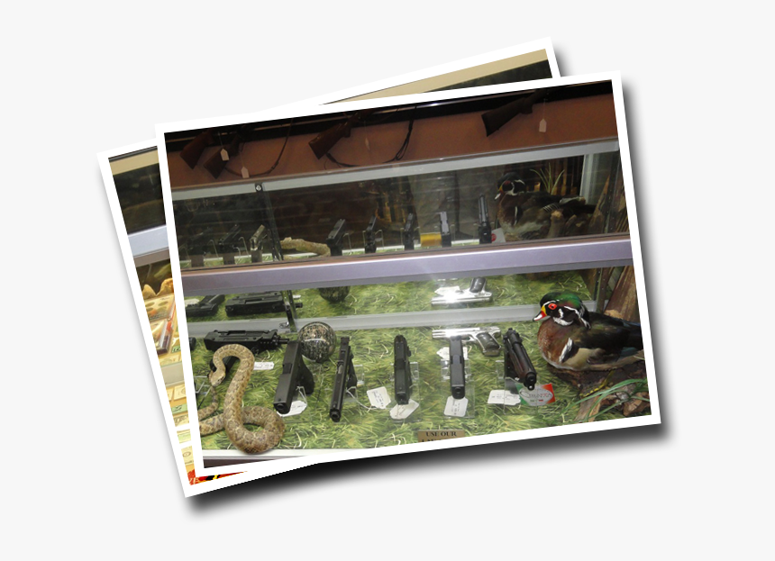 Wood Duck, HD Png Download