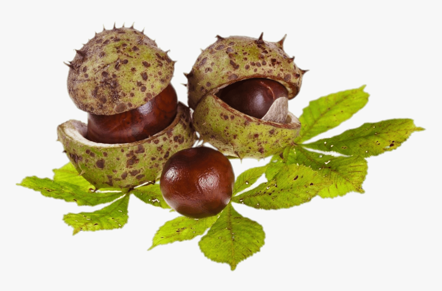 Horse Chestnuts And Leaves - Horse Chestnuts Clipart, HD Png Download
