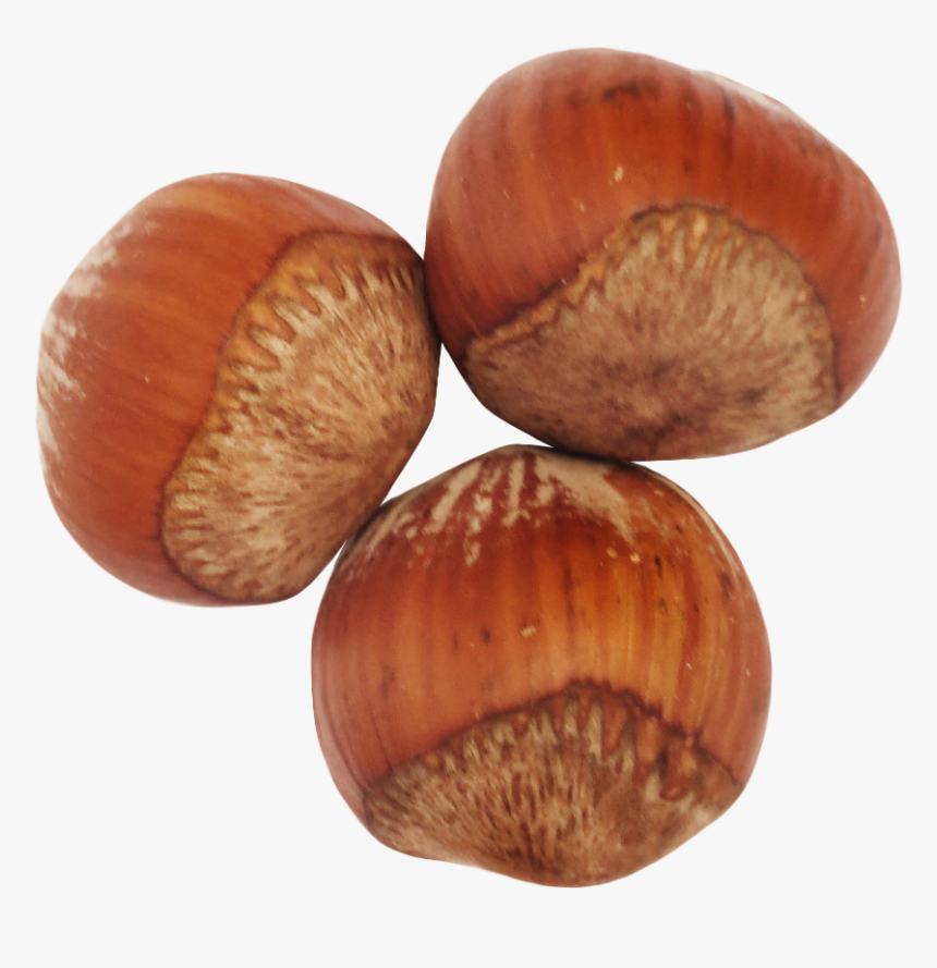 Hazelnut,nut,nuts & - Hazelnut Png, Transparent Png