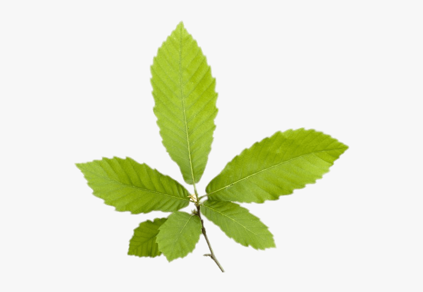 Chestnut Leaves - Chestnut Leaf Png, Transparent Png