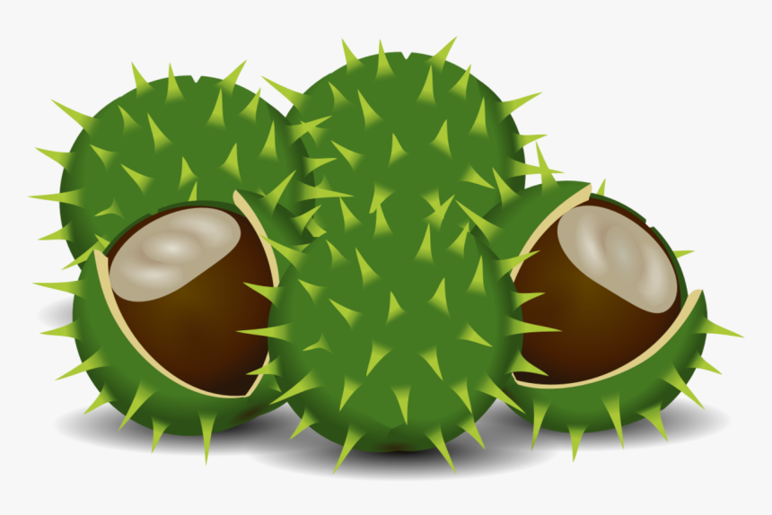 Spines And Prickles - Durian, HD Png Download