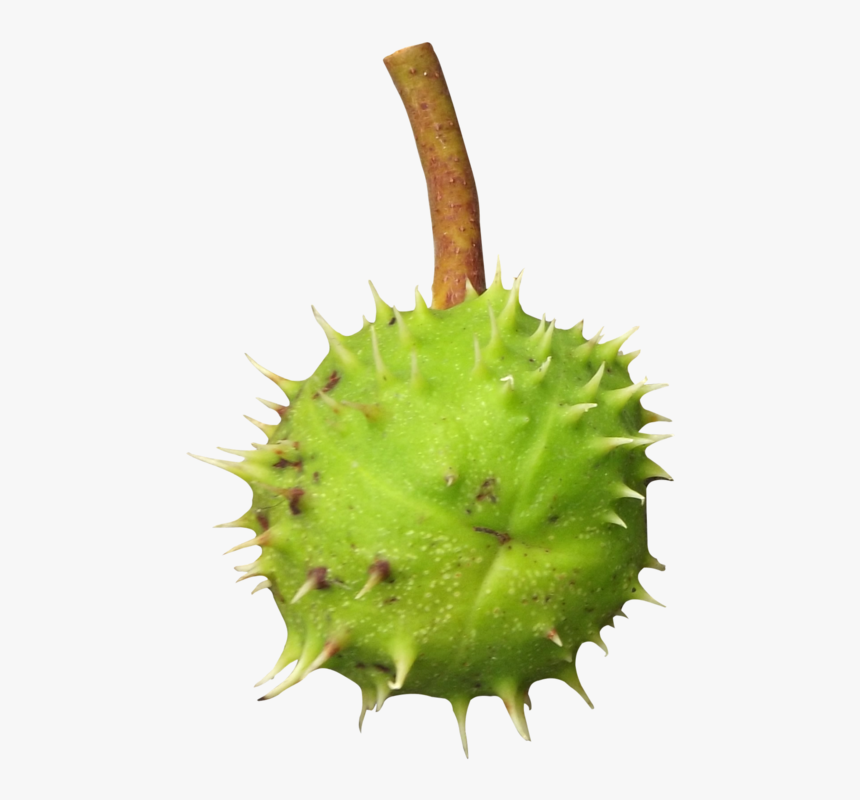 Chestnut Png Transparent Image - Thorns, Spines, And Prickles, Png Download