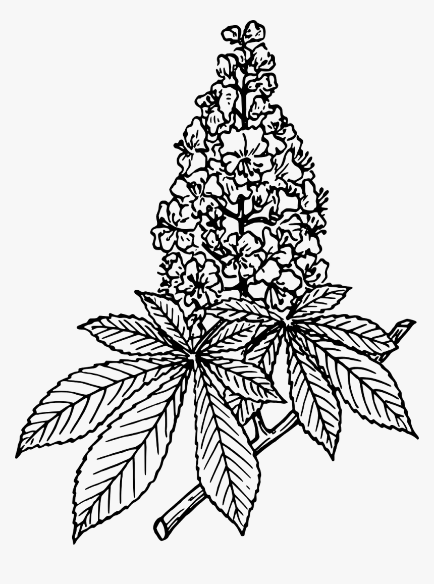 Horse Chestnut Vector, HD Png Download