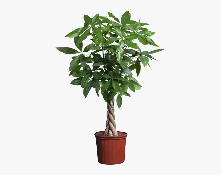Guiana Chestnut Houseplant Indoor Plants Potted - Plant Transparent Background, HD Png Download