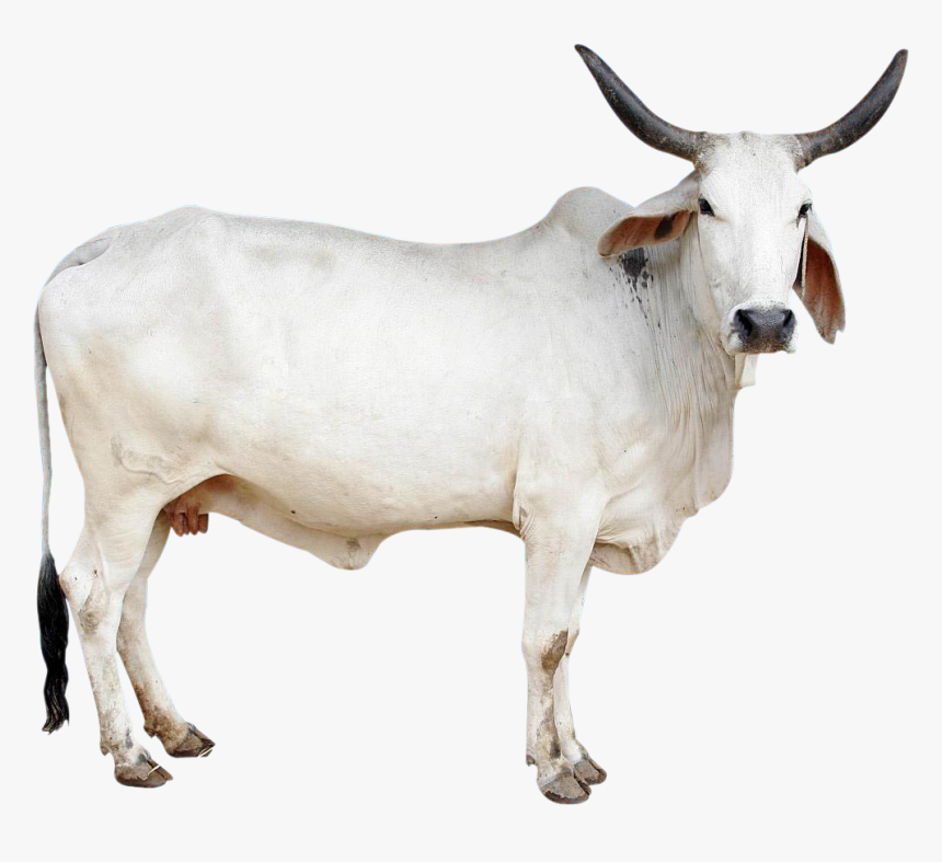 Cow Png Image - Indian Cow Images Png, Transparent Png