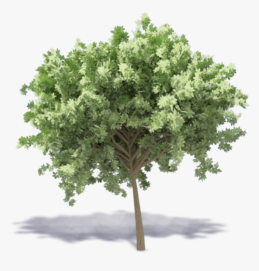 Chestnut Tree - Mulberry Tree Png, Transparent Png